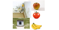 Anti-mikrobielles Coating